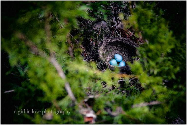 robin-bird-nest-egg-1