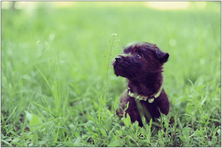 puppyinthegrass